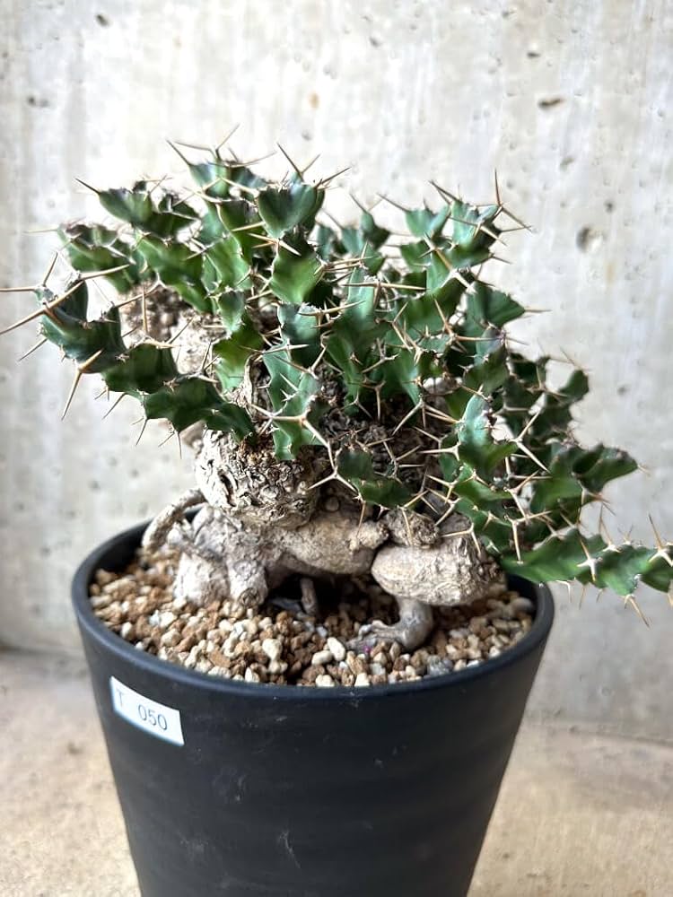 Amazon｜【現品限り】ユーフォルビア・クラビゲラ 現地株 発根済み 約1